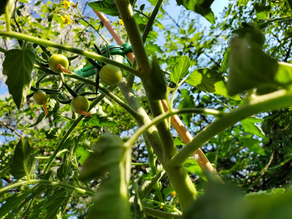 unripe cherry tomatoes growing on a plant