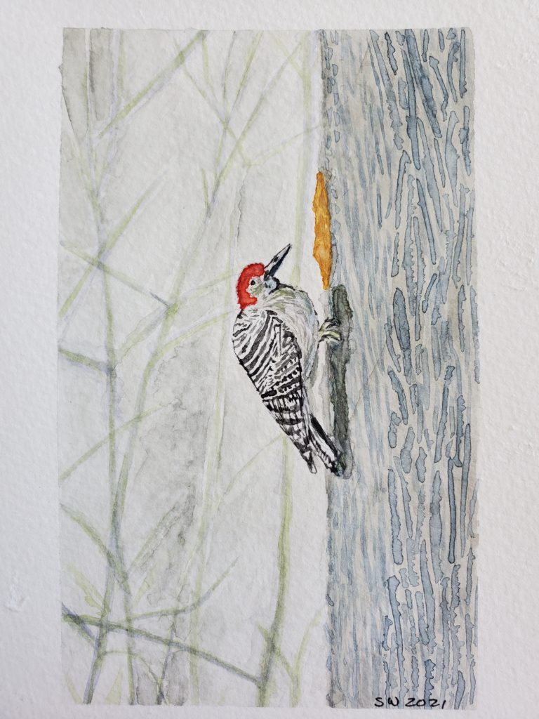 a watercolour painting of a woodpecker on a tree
