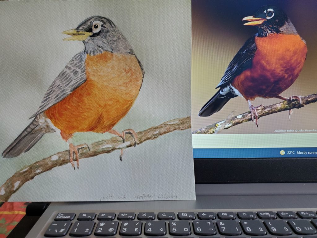 A partially-completed watercolour painting of an American Robin, by Sandra Woods during a workshop hosted by the Cornell Ornithology Lab (their photo)