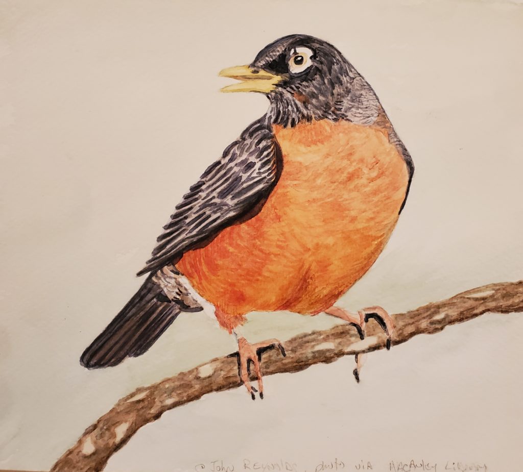 A completed watercolour painting of an American Robin, by Sandra Woods during a workshop hosted by the Cornell Ornithology Lab (their photo)