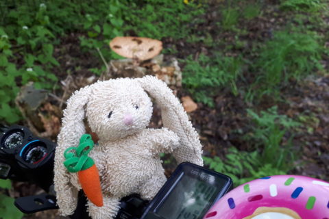 a small plush rabbit, perched on the handlebar of a bicycle, There is a very large mushroom on a tree stump in the background. The bicycle is in a forest.