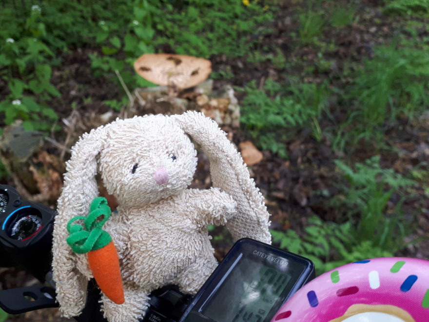 a small plush rabbit, perched on the handlebar of a bicycle, There is a very large mushroom on a tree stump in the background. The bicycle is in a forest.