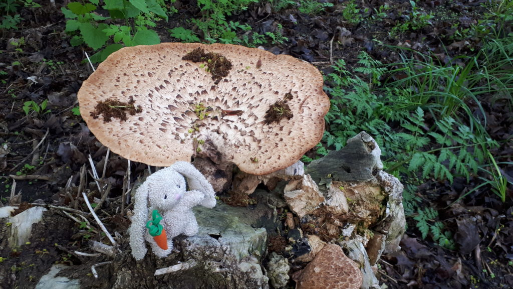 a small plush rabbit, perched on a tree stump in a forest. Beside the bunny is a very large mushroom.