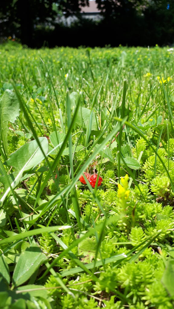 Two tiny wild strawberries, hanging off a plant amidst a field of other ground-cover plants.
