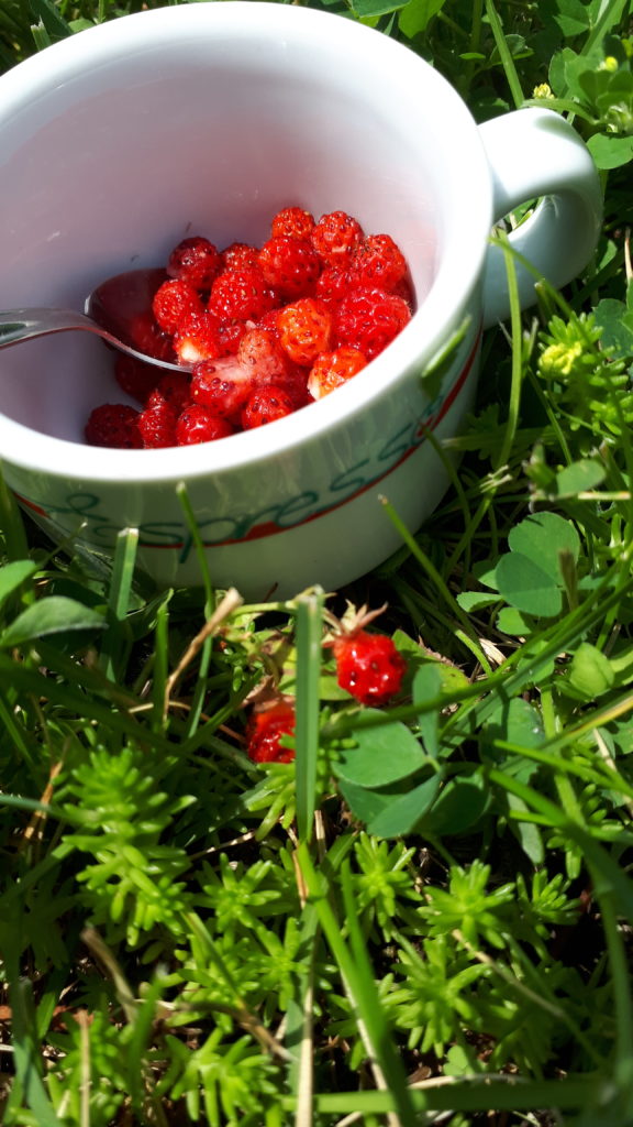a cappuccino cup, half-filled with tiny strawberries. The cup is sitting on green plants, with a very small wild strawberry plant in the foreground.