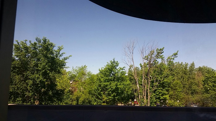 a view of a forest, from a hospital room