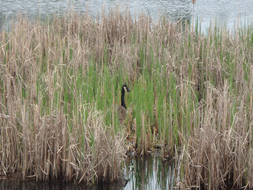 a Canada goose in a marsh