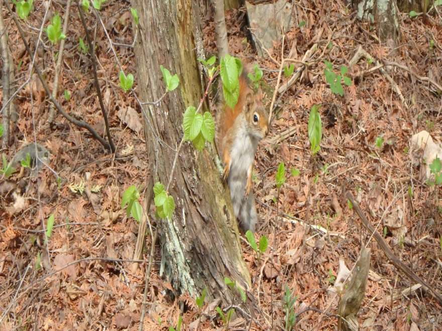 a red squirrel at the base of a tree