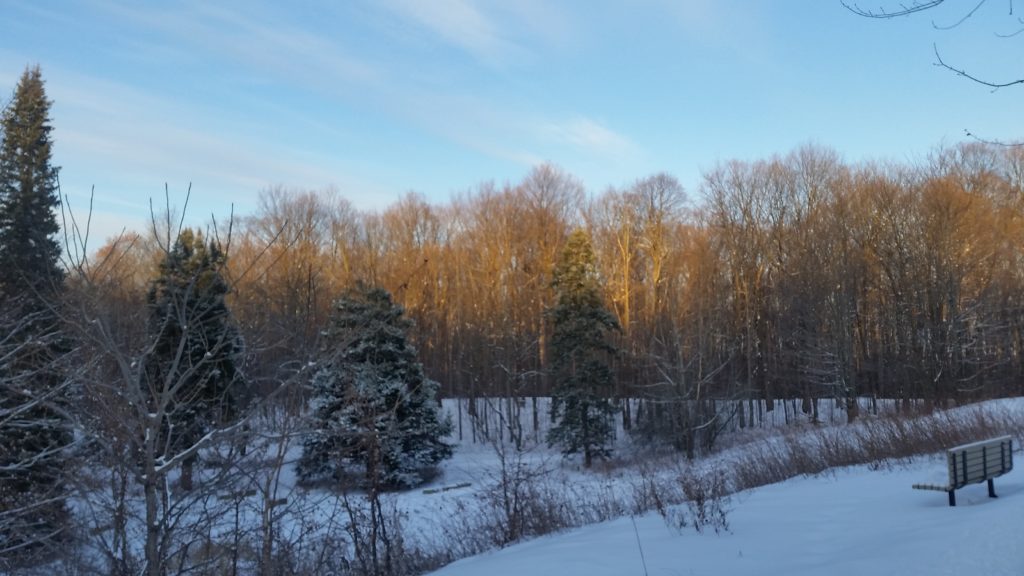 a forest in winter, with snow covering the ground and trees