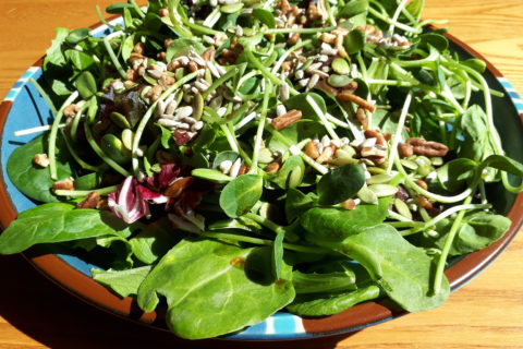 a large plate of green salad with nuts and sprouts.