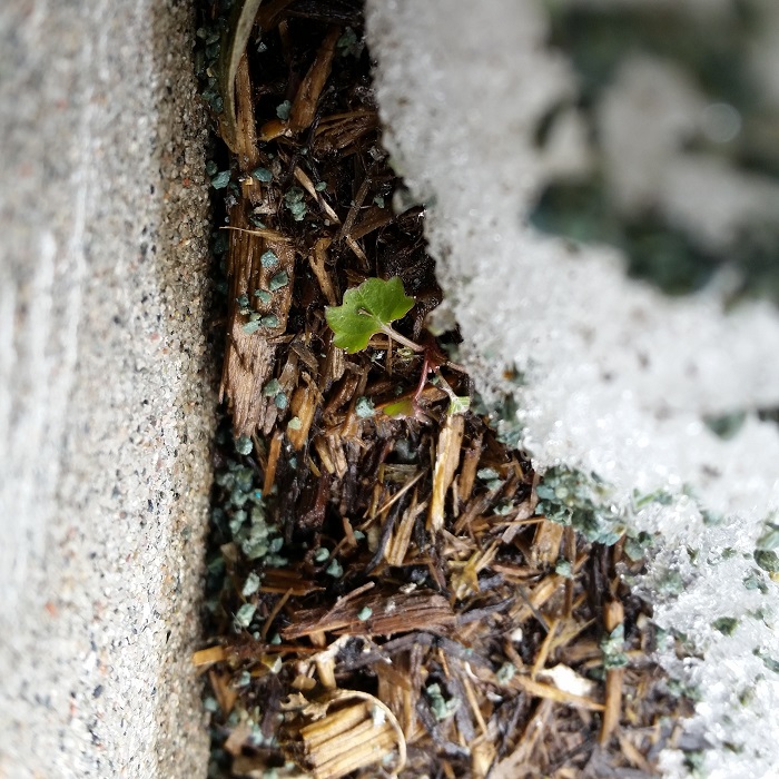 a tiny plant, growing through the snow in springtime