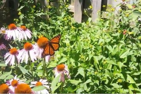 a monarch butterfly on a flower in a garden