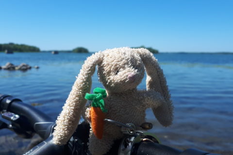 a small plush rabbit, balanced on the handlebars of a bicycle, in front of a lake