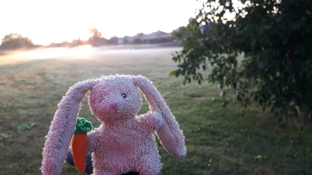 a small plush rabbit, balanced on the handlebars of a bicycle, while sunrise shows fog rising off the ground in a park