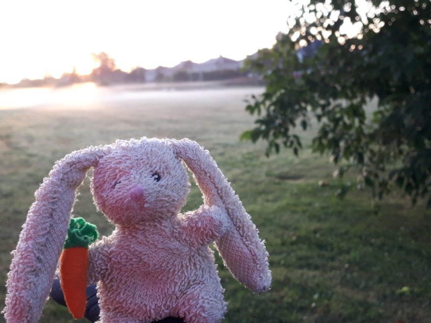 a small plush rabbit, balanced on the handlebars of a bicycle, while sunrise shows fog rising off the ground in a park