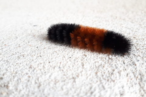 a very furry-looking caterpillar, on a concrete surface