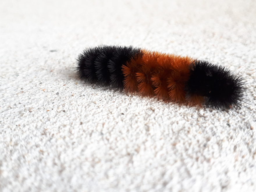 a very furry-looking caterpillar, on a concrete surface