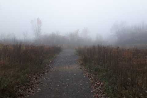 a path through a forest, on a foggy autumn morning