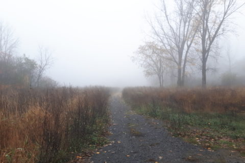 a path through a forest, on a foggy autumn morning