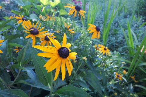 a close-up photo of late-summer flowers in a garden, just as the rays of dawn light hit them