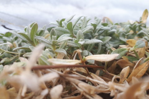 a spring plant, growing in a patch of snow