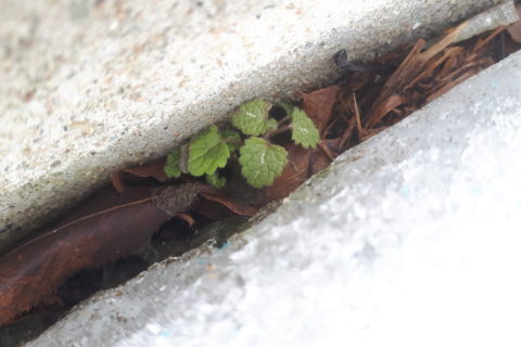 a plant growing in a small crack in a sheet of ice