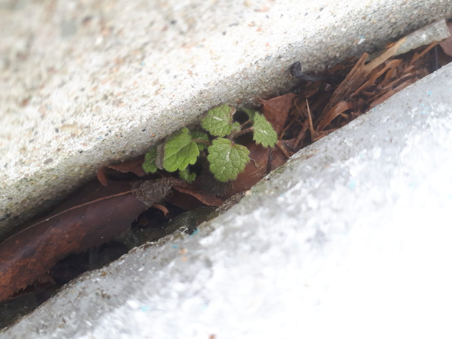 a plant growing in a small crack in a sheet of ice