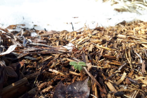 a single leaf of a spring plant, pushing through the earth with snow in background