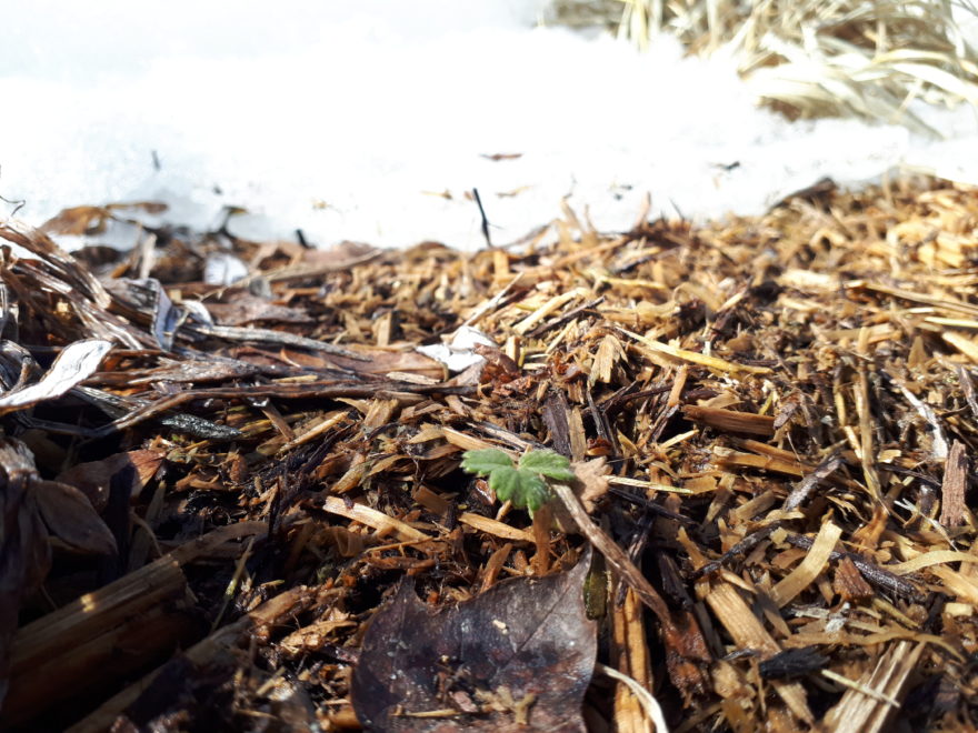 a single leaf of a spring plant, pushing through the earth with snow in background
