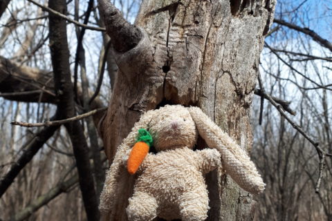 a small plush bunny, balanced inside a hole in tree that is riddled with woodpecker holes