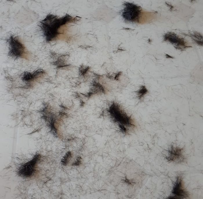 tufts of cut hair, on a kitchen floor