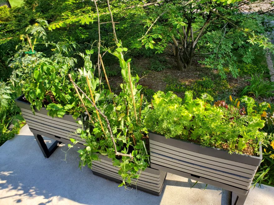 A modular set up of three rectangular plant pots. They're all in a row, with the centre one sitting on a paved area and the two at either end raised up. Each sits with one side on the lower planter in the centre, and the other side is held up by two legs. The entire set matches, and has vegetables growing in it.