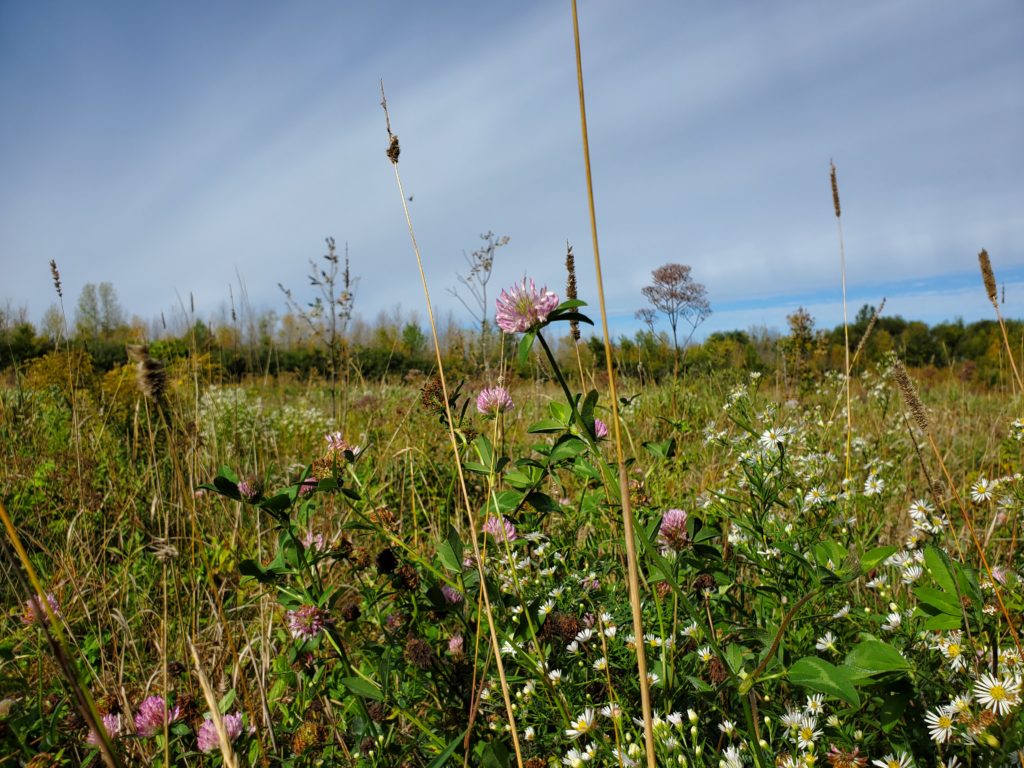 wildflowers in a meadow, under a blue sky