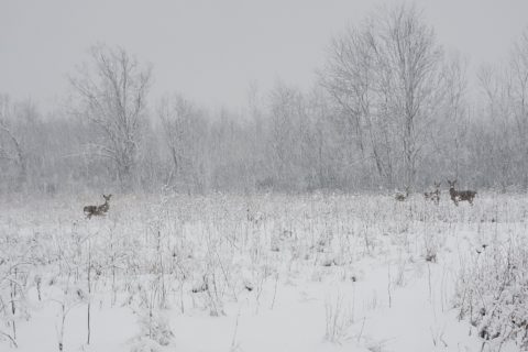 A herd of deer standing in a clearing in a forest, in a snow storm