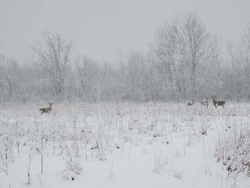 A herd of deer standing in a clearing in a forest, in a snow storm