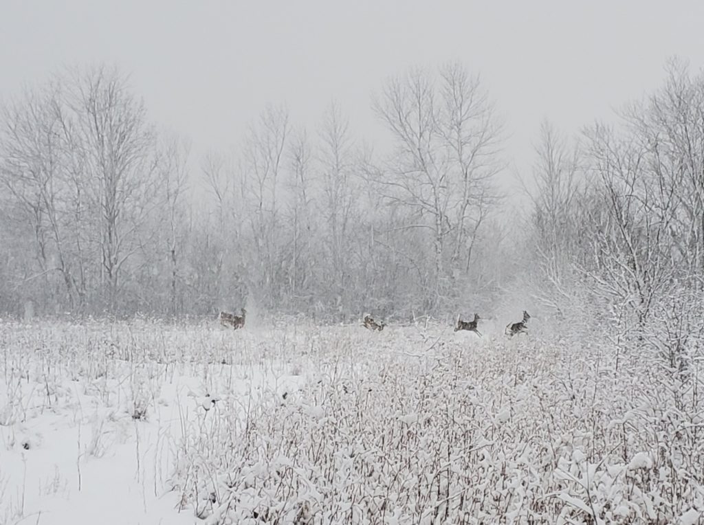 A herd of deer running out of a clearing in a forest, in a snow storm