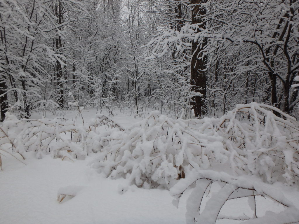 a forest in a snow storm
