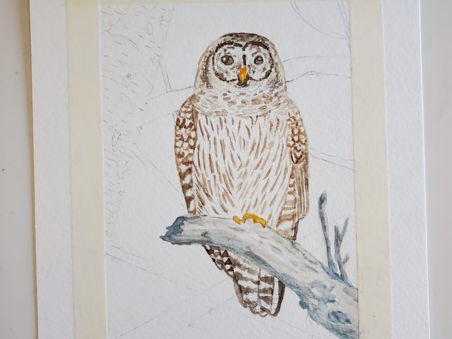 a partially-completed watercolour painting of a barred owl