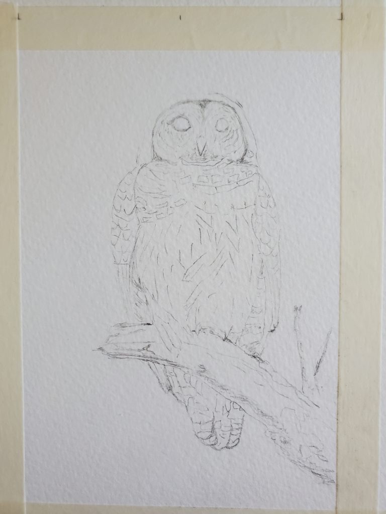 a sketch of a barred owl, for a watercolour painting