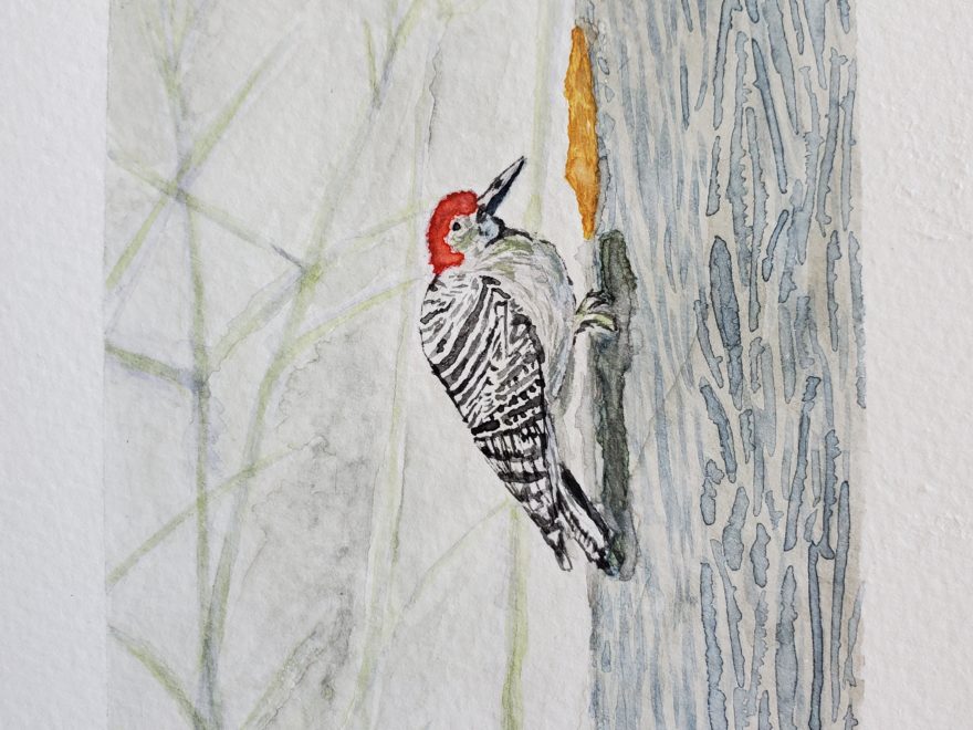 a watercolour painting of a woodpecker on a tree