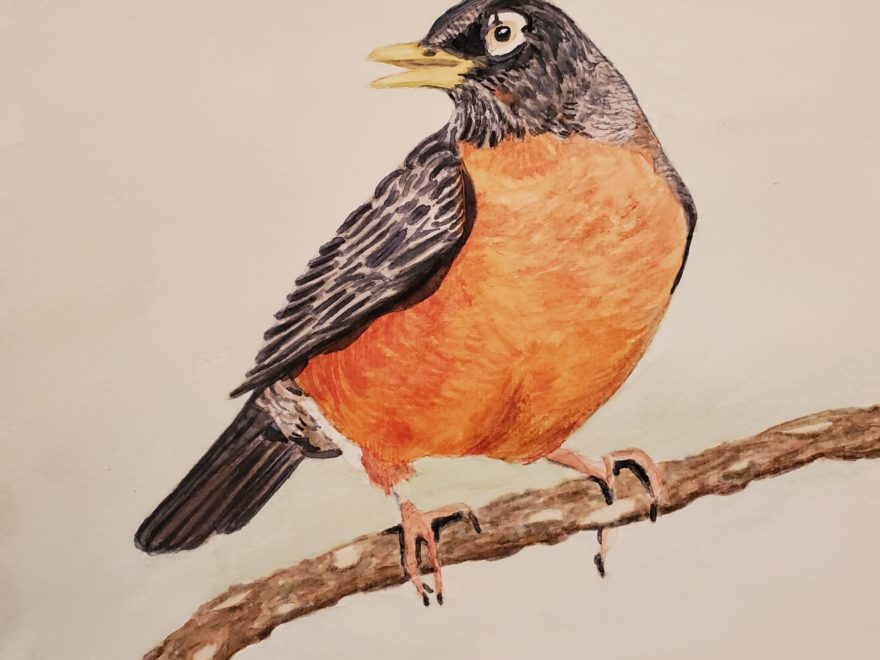 A completed watercolour painting of an American Robin, by Sandra Woods during a workshop hosted by the Cornell Ornithology Lab (their photo)