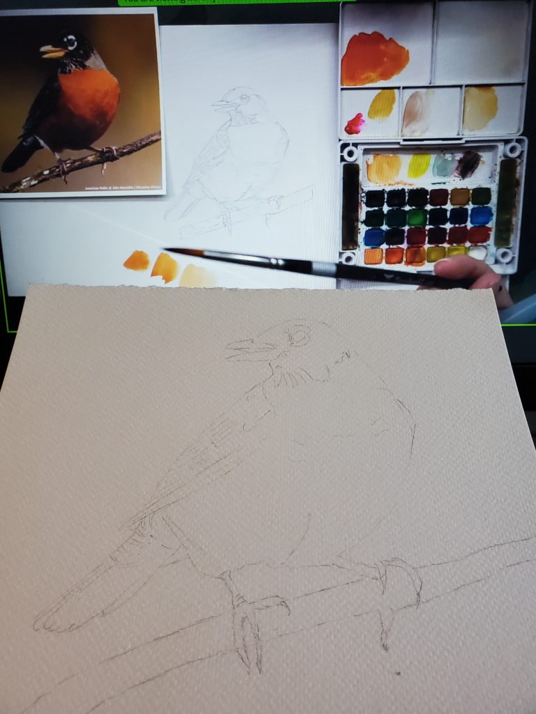 A sketch of an American Robin, by Sandra Woods during an art workshop hosted by the Cornell Ornithology Lab (their photo)