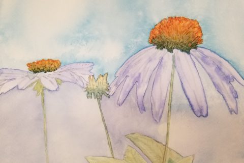 A watercolour painting, by Sandra Woods, of echinacea flowers (coneflowers)