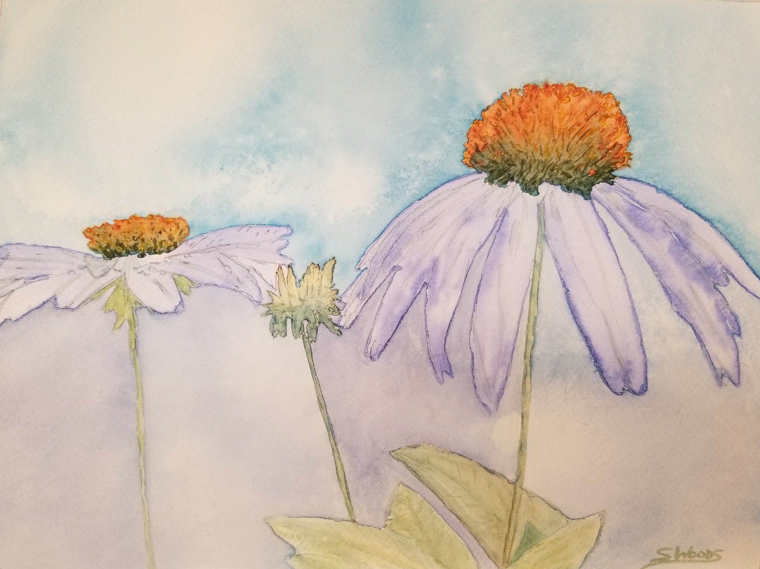A watercolour painting, by Sandra Woods, of echinacea flowers (coneflowers)