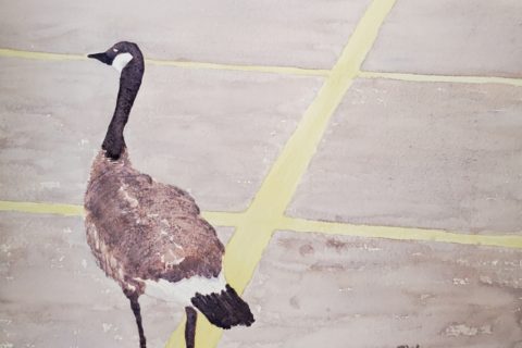 A watercolour painting, by Sandra Woods, of a Canada goose in a parking lot