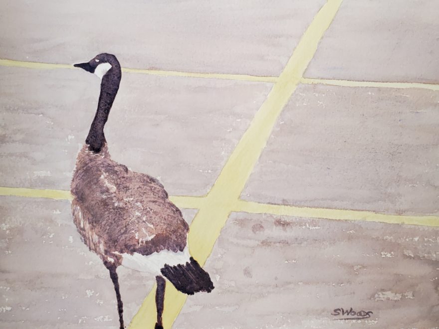 A watercolour painting, by Sandra Woods, of a Canada goose in a parking lot