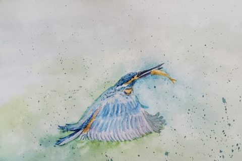 A watercolour painting, by Sandra Woods, of a kingfisher flyiing with a fish in its beak