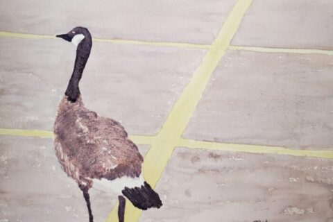 A watercolour painting by Sandra Woods, of a Canada goose in a parking lot