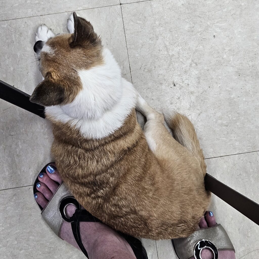 Otis, Thomas W Schaller's rescue dog, sitting on Sandra Woods' foot during a demonstration by the artist at the Atelier d'aquarelle le Partage